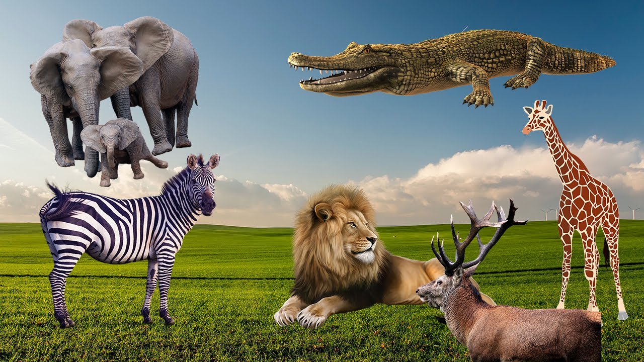 Wild Animal Sounds Around Us: zebra, camel, giraffe, hippopotamus, elephant...