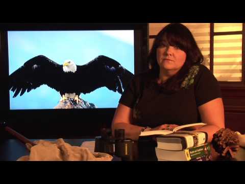 Animal Habitats : Where Do Eagles Live?