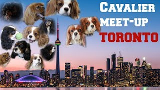 CAVALIER KING CHARLES MEET UP Toronto Barks N Rec | Dog Party