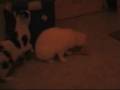Mission Katze