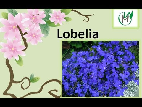 Video: Lobelia erinus: kirjeldus, sordid, fotod, istutamise ja hooldamise omadused