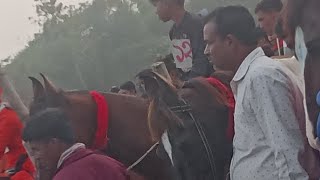 বিশাল ঘোড়া ? দৌড়সেই নতুনহাটবকুলতলা2024 video 