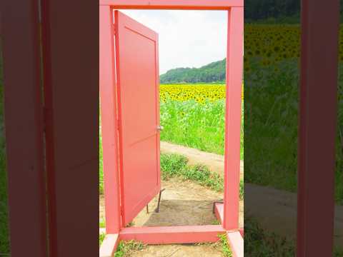 『ひまわり畑』栃木県益子町 2025.08.16 #shorts #ひまわり #道の駅 #自然 #フラワー