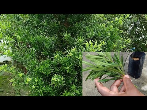 Video: Ketahui Tentang Tumbuhan Podocarpus - Panduan Menanam Pokok Podocarpus