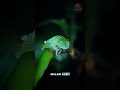 Katak Transparan Ini Punya Jantung yang Terlihat Jelas! | Transparent Frog Shows Its Beating Heart!