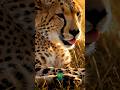 How Cheetahs Break Physics at 60 MPH #wildlife #facts #shorts
