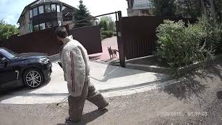 Немецкая овчарка свободная охрана.#k9 #дрессировка_собак #knpv #psa #dog_training #German Shepherd