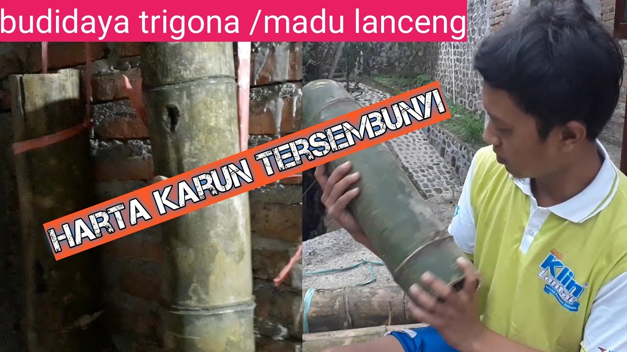 Budidaya lebah madu lanceng / trigona 