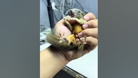 Khách qa tận nhà lấy Sóc Đất - Trương Tuấn Sóc Cảnh