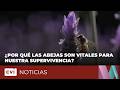 ¿Por qué las abejas son vitales para nuestra supervivencia? 🐝 | Día Mundial de las Abejas