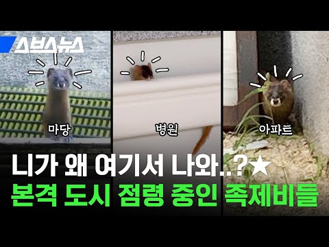 배고파서 왔다가 아예 도시에 살림 차려버린 족제비들 / 스브스뉴스
