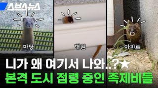 배고파서 왔다가 아예 도시에 살림 차려버린 족제비들 / 스브스뉴스