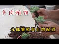 【天天小花農】多肉植物，教你如何進行分株操作，以及配置最適土壤促進生長