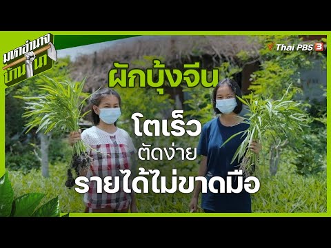 ผักบุ้งจีน โตเร็ว ตัดง่าย รายได้ไม่ขาดมือ : มหาอำนาจบ้านนา
