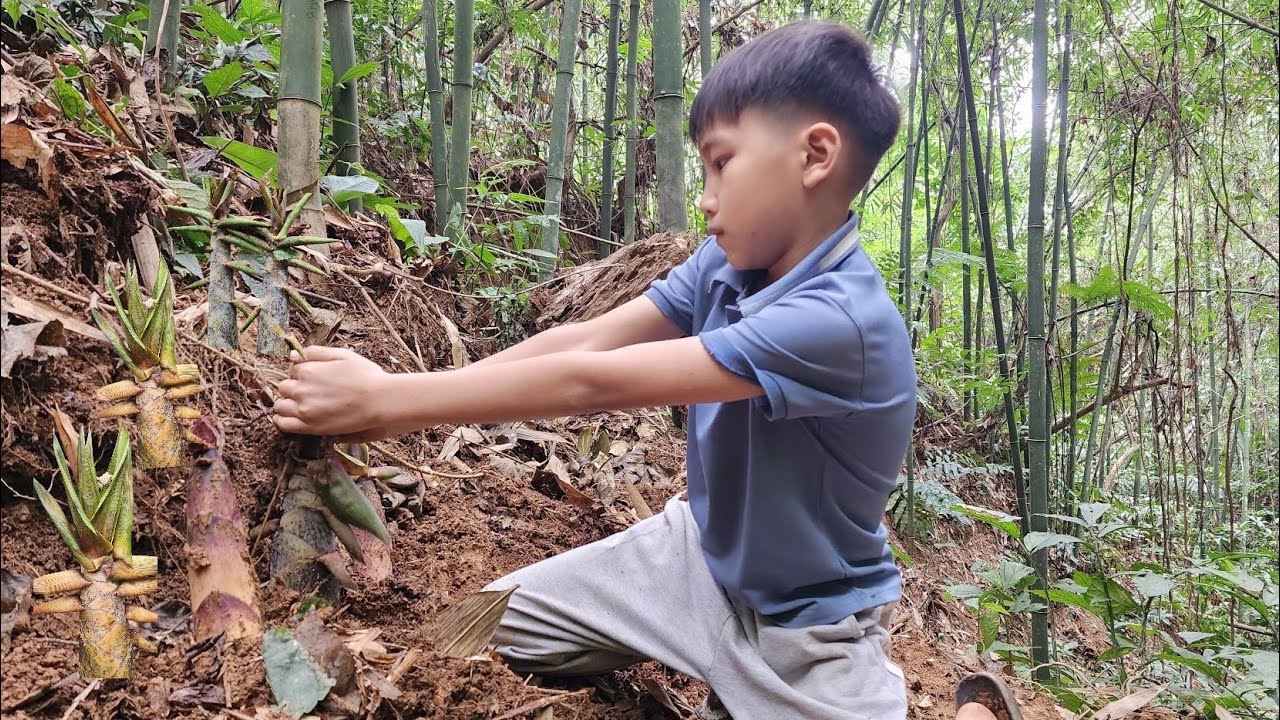 The boy went alone into the forest to find bamboo shoots to sell - YouTube