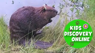Animals For Kids | American Beaver | Discovery Kids | Beaver Facts | Kids Discovery Online