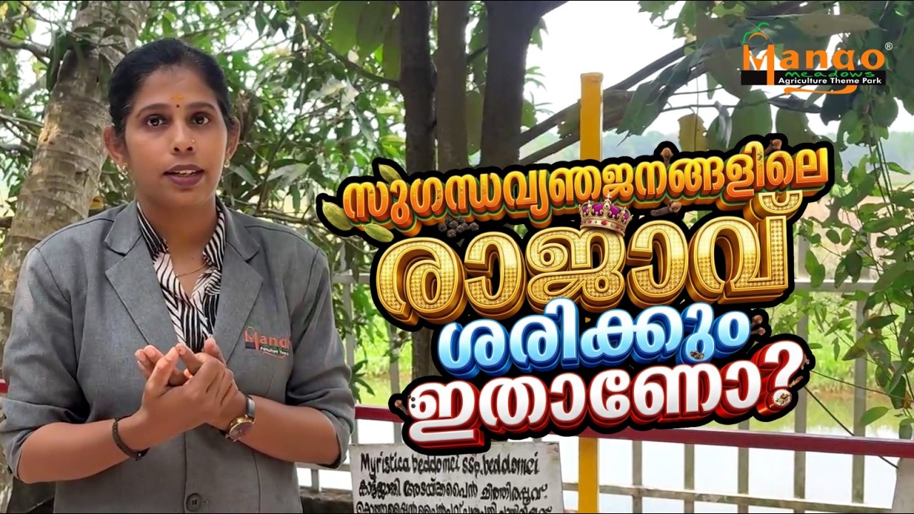 സാധാരണ ജാതിക്കയും കാട്ടുജാതിക്കയും തമ്മിലുള്ള മാറ്റം ഇതാ! ​#WildNutmeg ​#mangomeadows