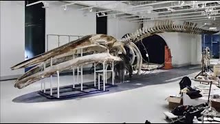 Preparing a blue whale for display