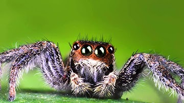 JUMPING SPIDER FOCUS STACKING
