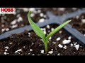 "Potting Up" Seedlings - Is It Really Necessary?!