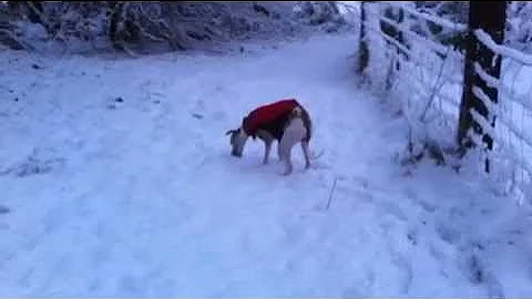 Rocket, The Bizarre Snow Gobbling Whippet Hound.