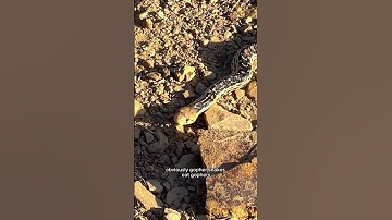 Gopher Snakes #snakes #nature #facts #reptiles