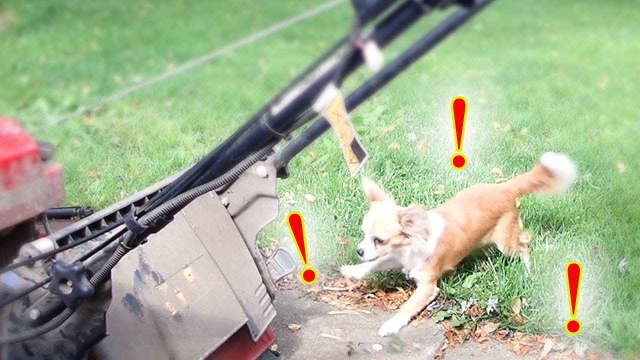 Why Does My Dog Bark at the Lawn Mower
