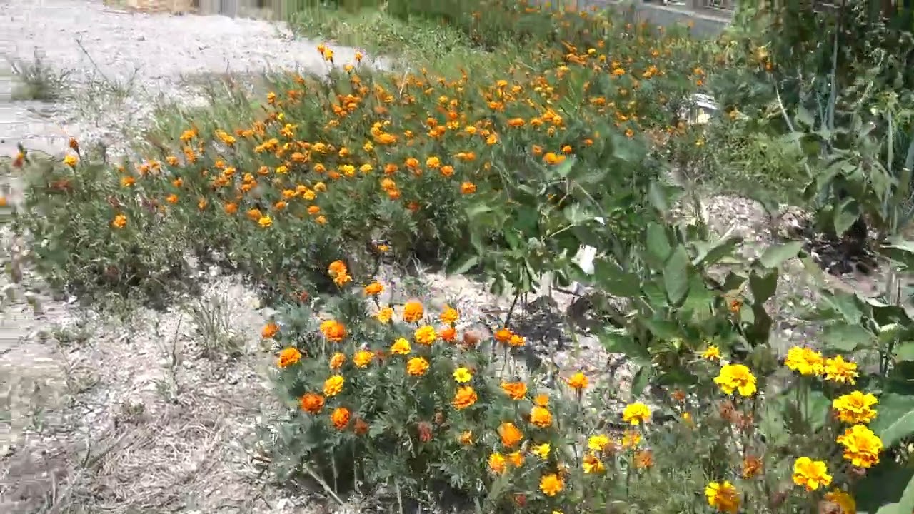 全国花のある風景　宇幡　宇治市