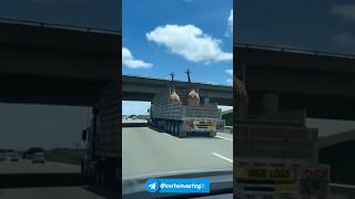 Очень жаль, как на самом деле перевозят животных 😥