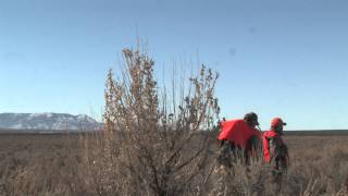 NEW MEXICO MULE DEER