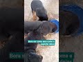 eles estão saboreando a papinha.....
