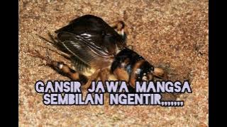 suara gangsir jawa