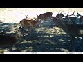 Fototrampeo “trailcam” de la berrea del ciervo. The bellowing of the deer.