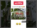 නයි මිරිස් 😂