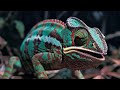 Mysterious Moovment Of Chameleons