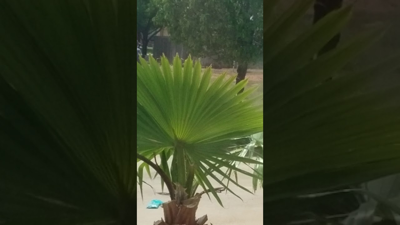 Alien Hybrid Shapeshifter Reptian Odd object