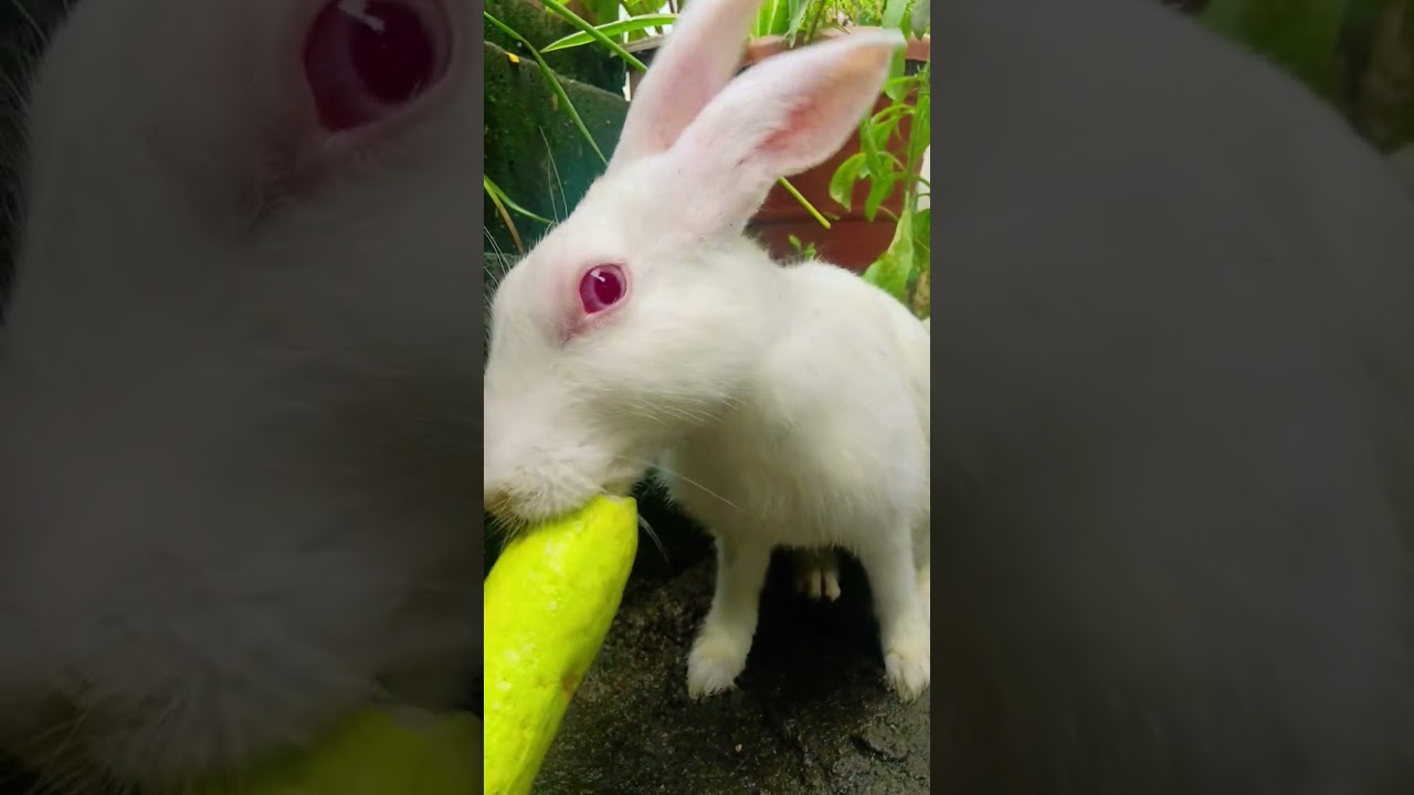 ""Cutest Rabbit 🐇 | Funny & Adorable Bunny Moments | Cute Rabbit Videos 2025"