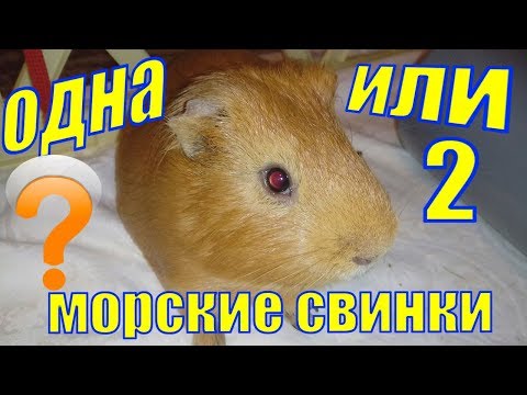 одна или две морские свинки