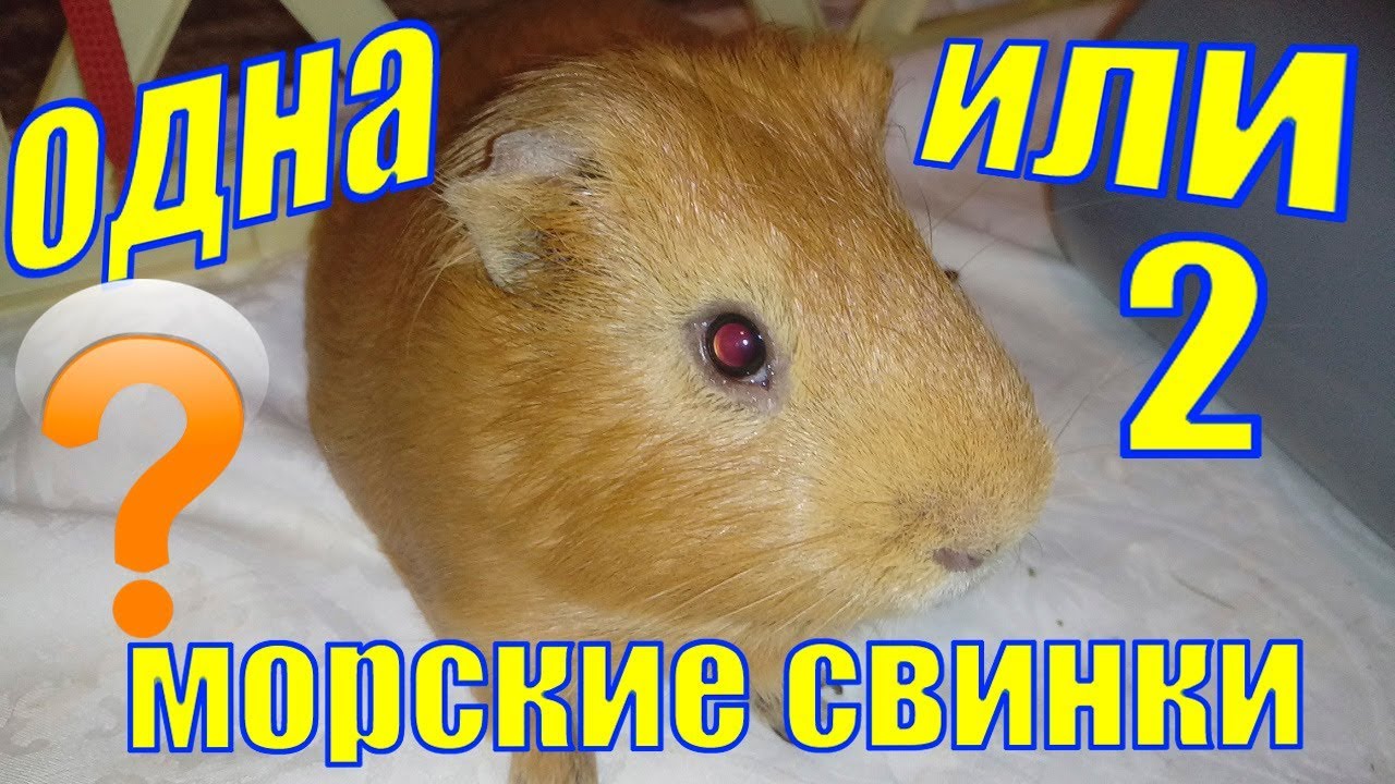 Раз хомяк два хомяк