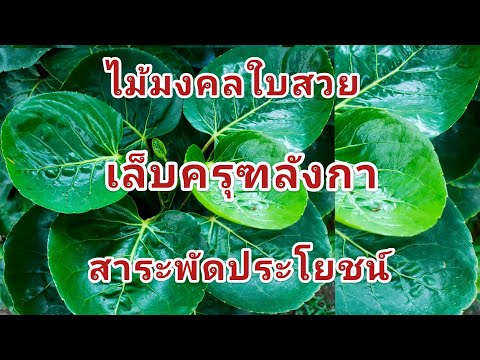 วีดีโอ: Aralia สูง: คำอธิบายพืช ลักษณะการเพาะปลูก สรรพคุณทางยา แอปพลิเคชั่น ภาพถ่าย