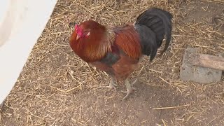 Farm hires women who used to be in prison