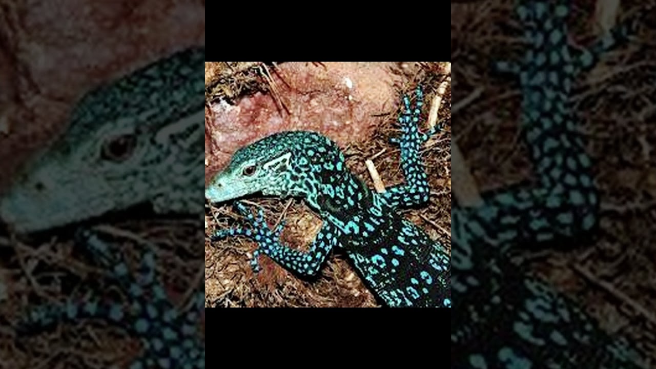 Синехвостый варан