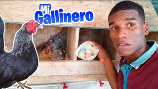 Se Encluecó Una Gallina Las Ratas Se Comen Los Huevos La Gallina Ciega