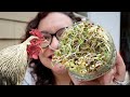 How to GROW SPROUTS for CHICKENS! Super Easy Tutorial
