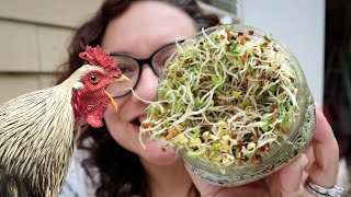 How to GROW SPROUTS for CHICKENS! Super Easy Tutorial