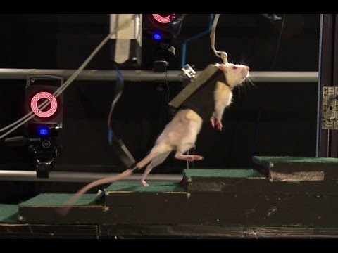 Video: Behandlung Von Ratten Mit Rückenmarksverletzung Unter Verwendung Von Stromazellen Aus Menschlichem Knochenmark, Die Durch Negative Selektion Hergestellt Wurden