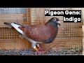 Pigeon Gene: Indigo