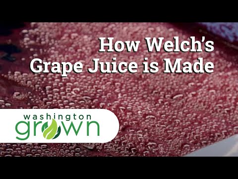 How Welch&rsquo;s Grape Juice Is Made | Washington Grown