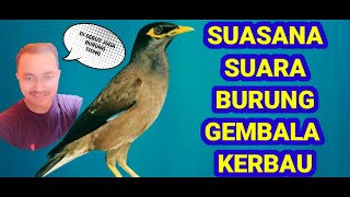SUARA BURUNG GEMBALA KERBAU/TIONG KICAUWAN MERDU