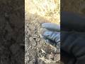 Красивая монетка Николая I   #поиск клада #медная монета #deus2